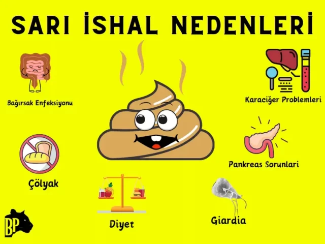 Sarı İshalın Nedenleri