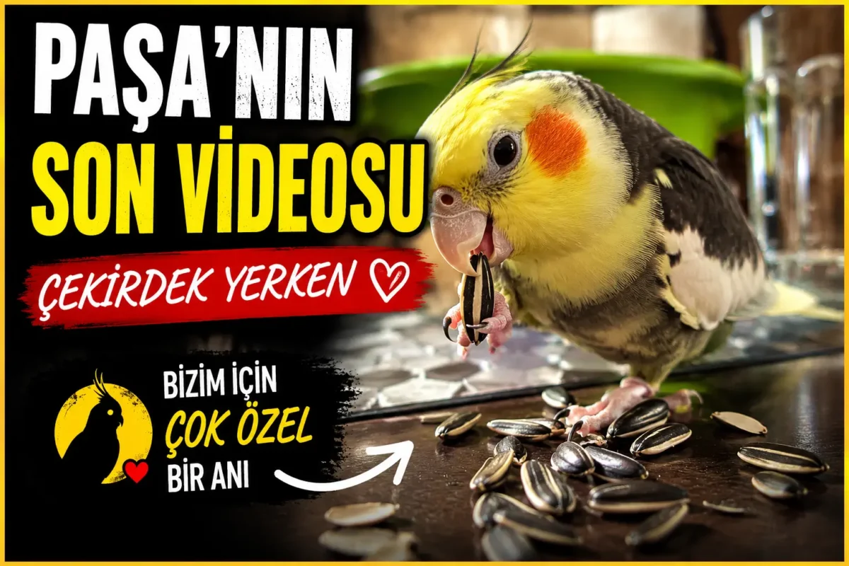 sultan-papagani-ne-yer-besleme